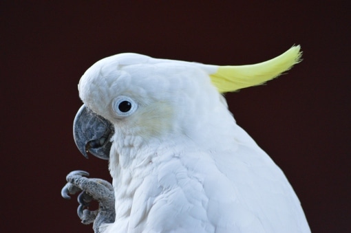 Le cacato s huppe jaune esp ce visible au zoo Spaycific zoo