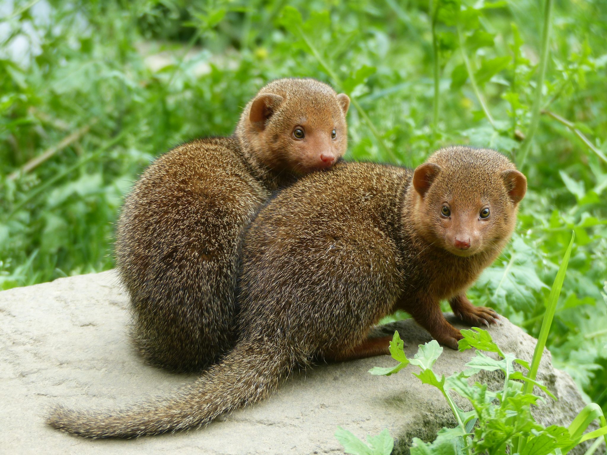 Les animaux qui s'entretuent le plus sont les mangoustes