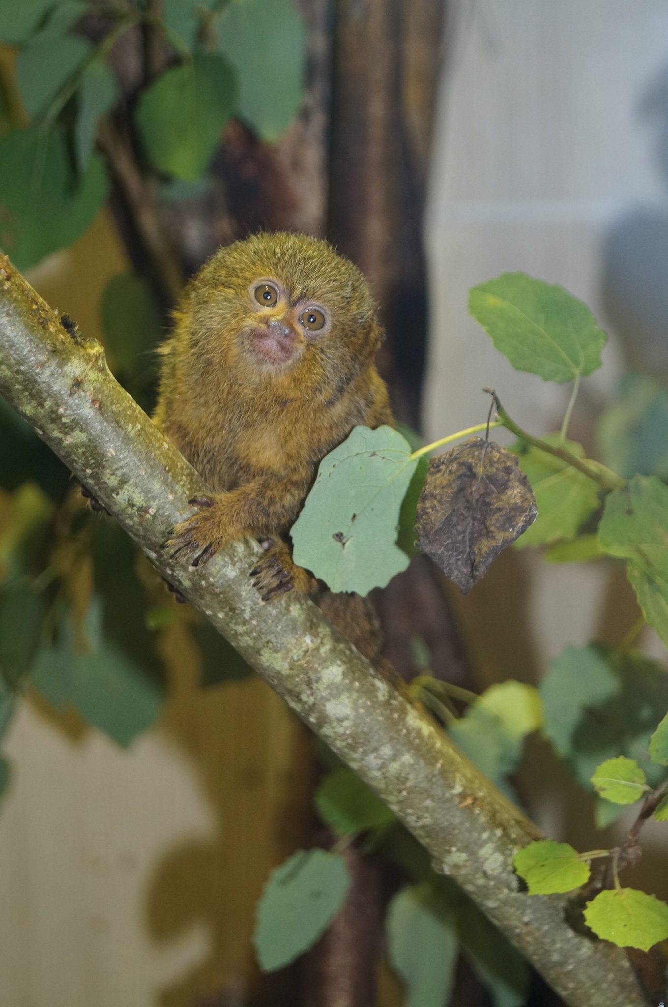 Le Ouistiti Pygmee Le Plus Petit Singe Du Monde Au Parc Spaycific Zoo